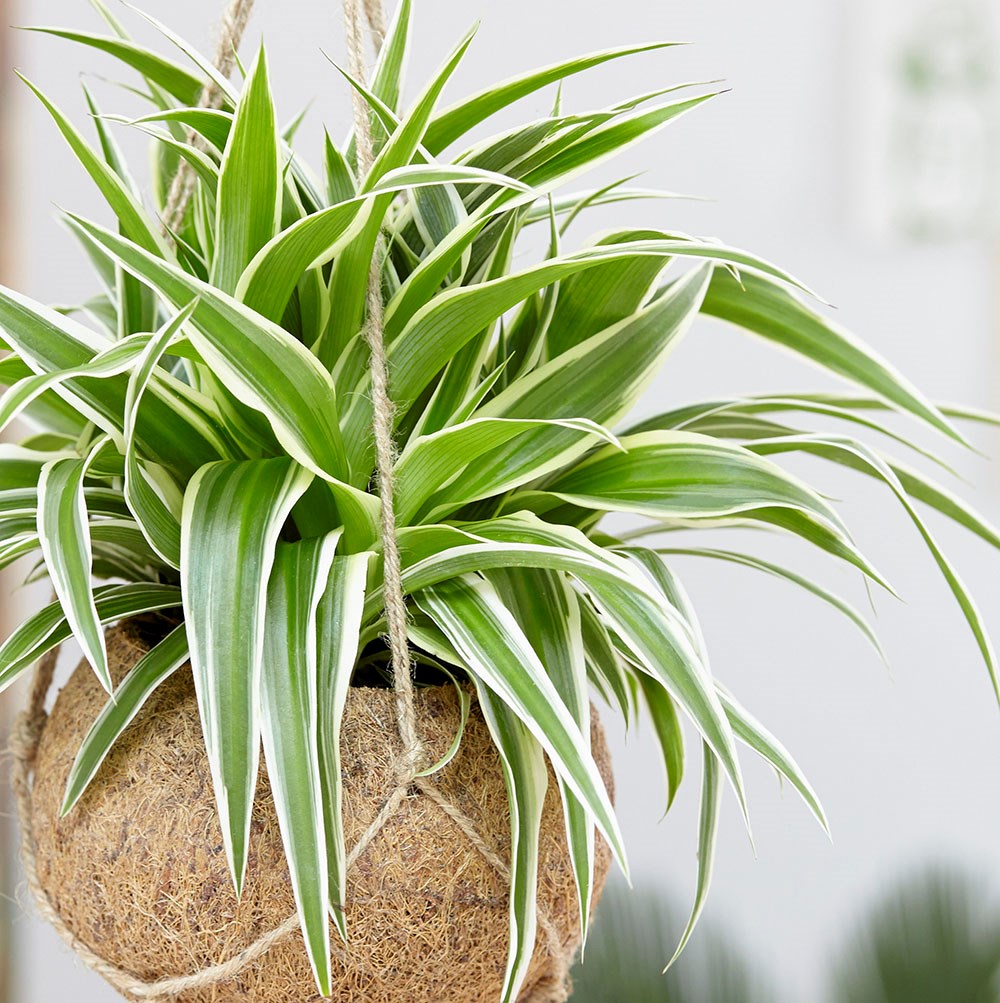 CHLOROPHYTUM COMOSUM VITATUM O NASTRINO VASO 14CM