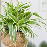 CHLOROPHYTUM COMOSUM VITATUM O NASTRINO VASO 14CM