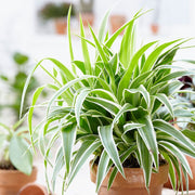 CHLOROPHYTUM OCEAN NASTRINO O FALANGIO VASO 15CM