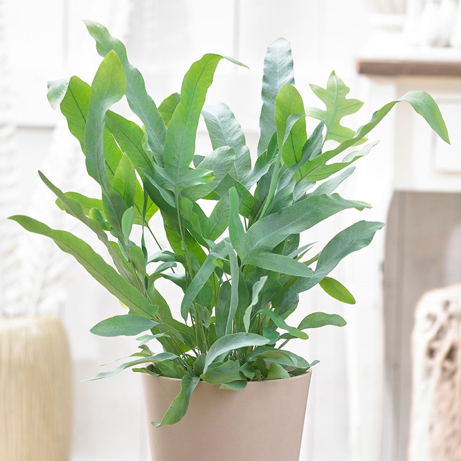PHLEBODIUM AUREUM BLUE STAR FELCE PIEDE DI CONIGLIO VASO 12CM