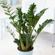 ZAMIOCULCAS IN VASO 21CM