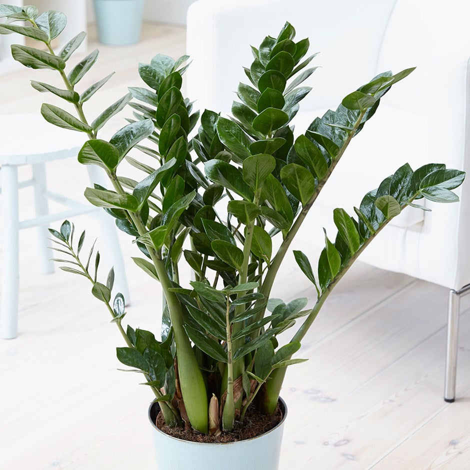 ZAMIOCULCAS VASO 19CM