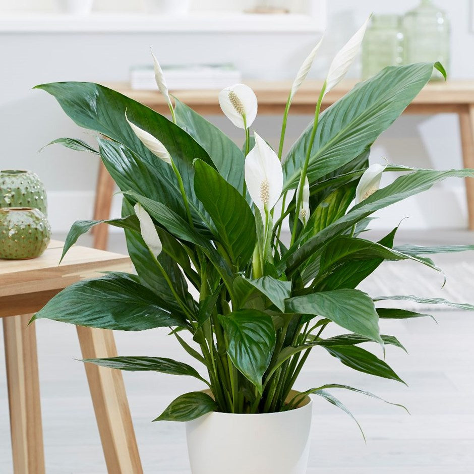 SPATHIPHYLLUM BLUE MAYOR BIANCO VASO 21CM