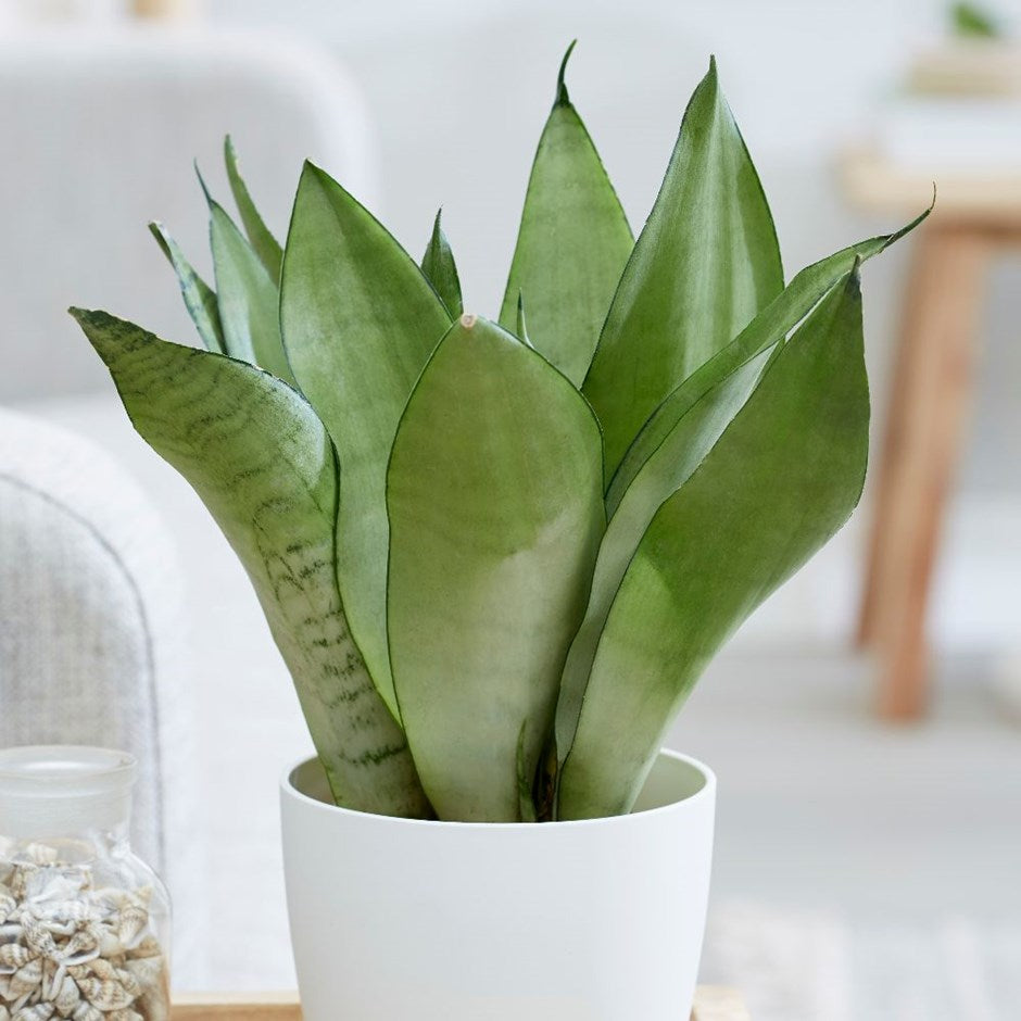 SANSEVIERIA MOON SHINE IN VASO 14CM