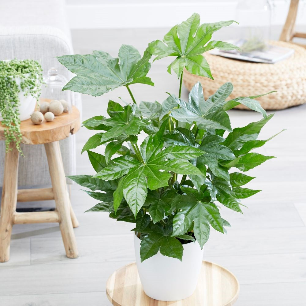 FATSIA JAPONICA ARALIA VASO 17CM