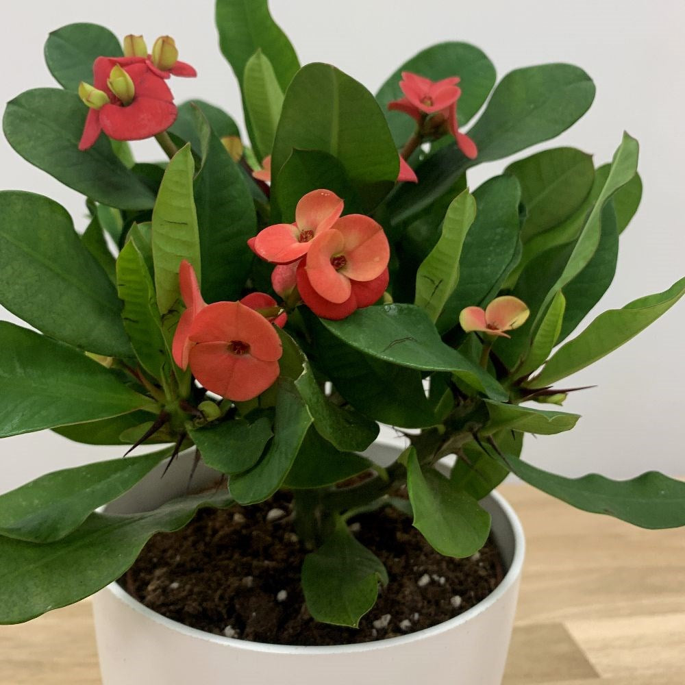 EUPHORBIA MILIII VULCANUS ROSSA VASO 12CM