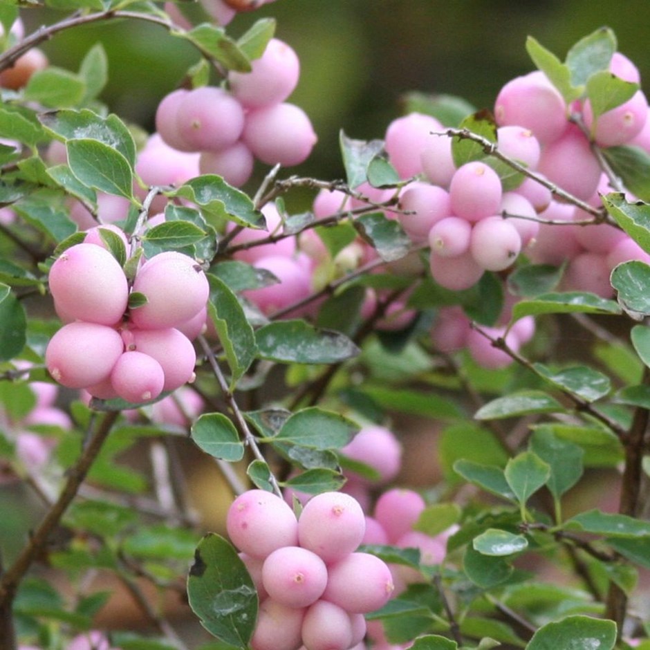 SYMPHORICARPOS ALBERO DELLE PERLE MAGICAL SWEET VASO DA 17CM