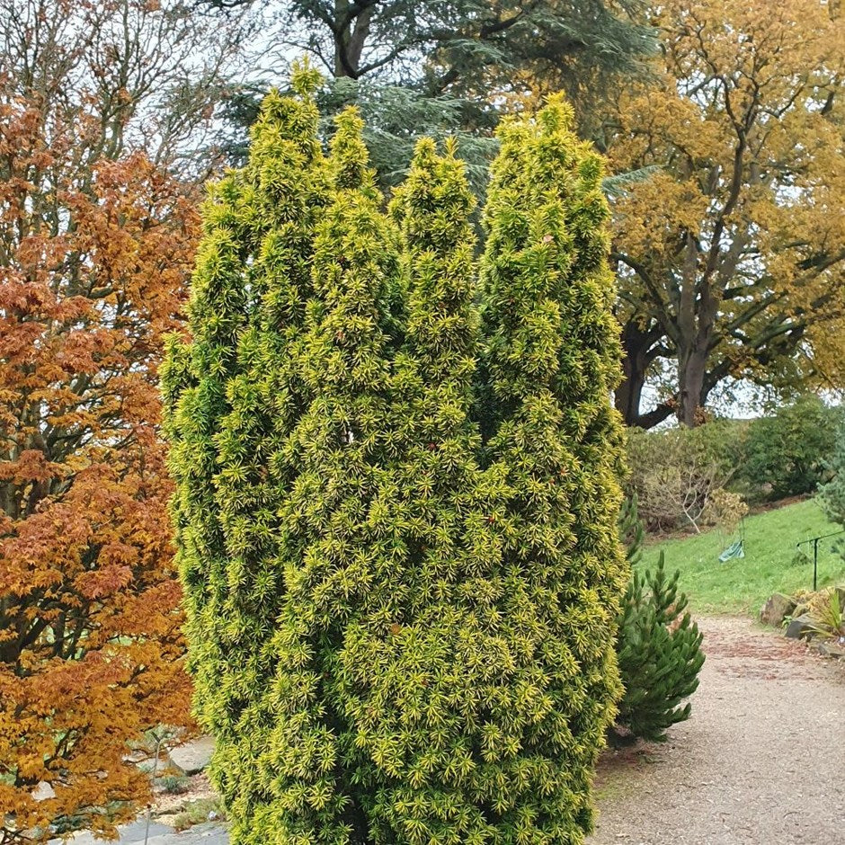 TAXUS BACCATA DAVID VASO 23CM