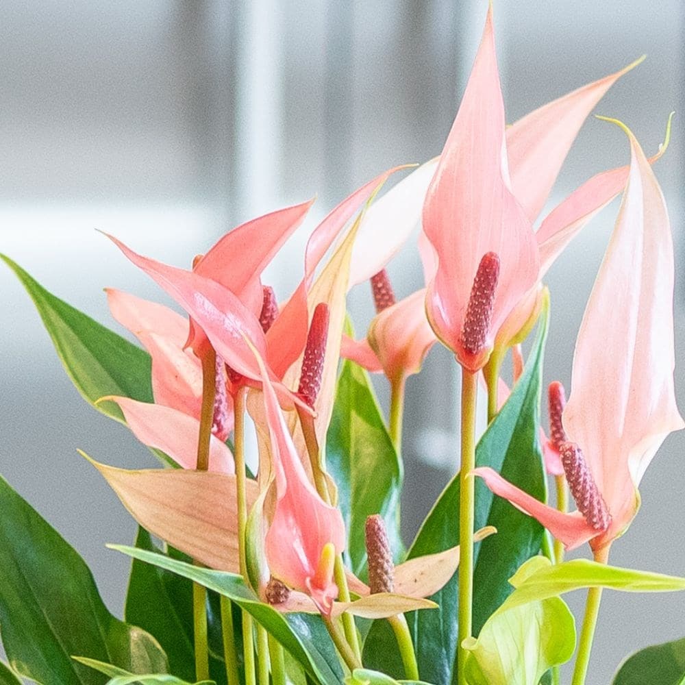 ANTHURIUM LILLI IN VASO 14CM