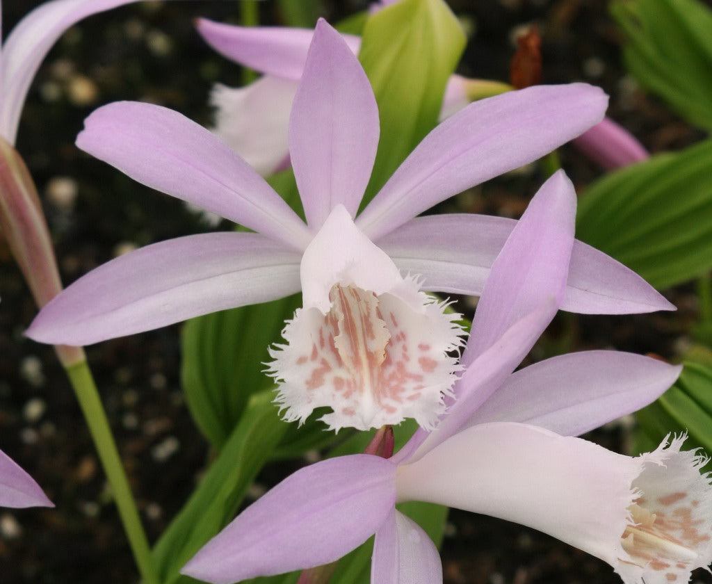 ORCHIDEA DA GIARDINO PLEIONE FORMOSANA ORCHIDEA DI TERRA VASO 10.5CM