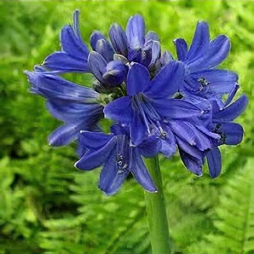 AGAPANTHUS PRAECOX SOFIE VASO 20CM