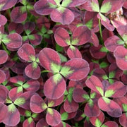 TRIFOLIUM REPENS ISABELLA VASO 12CM