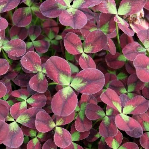 TRIFOLIUM REPENS ISABELLA VASO 12CM