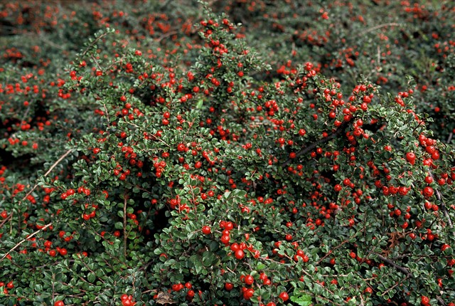 COTONEASTER PRAECOX BOER IN VASO 18CM