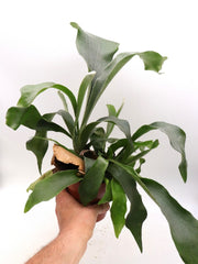 PLATYCERIUM BIFURCATUM VASO 17CM