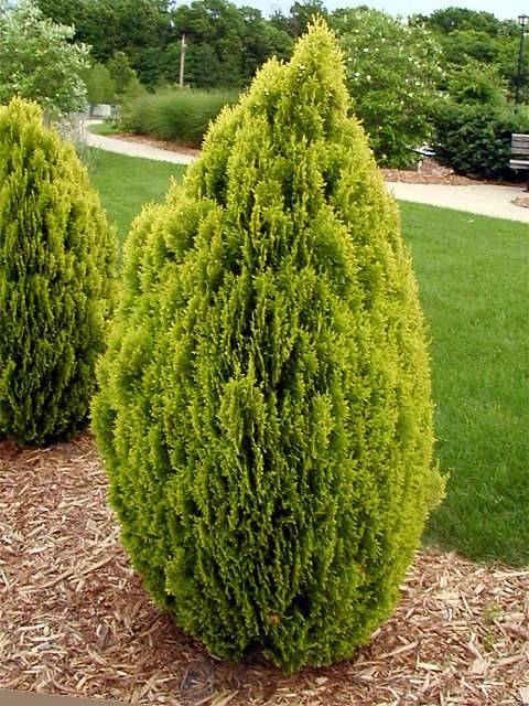THUJA ORIENTALIS AUREA NANA IN VASO 18CM
