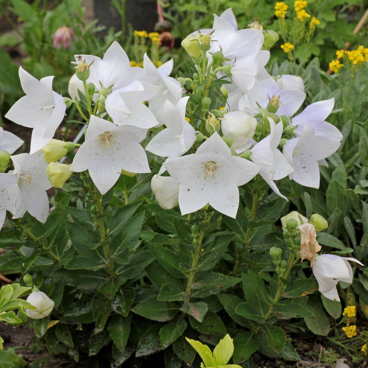 PLATYCODON  BIANCO CAMPANULA VASO 12CM