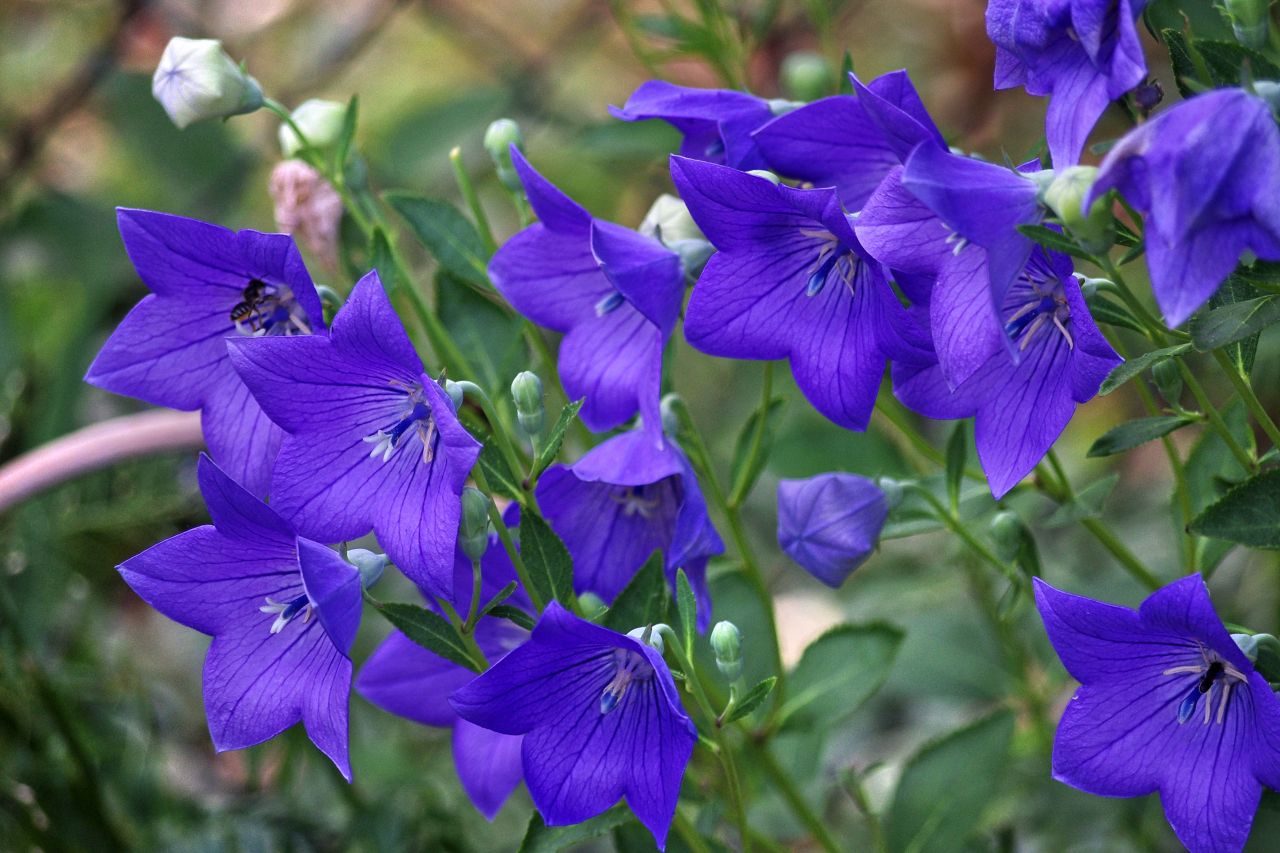PLATYCODON  BLU CAMPANULA VASO 13CM