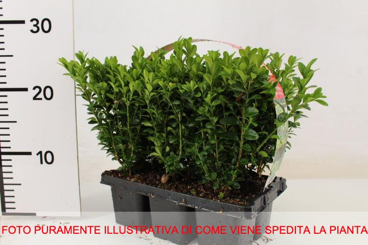 BUXUS BOSSO SEMPERVIRENS BOX 6 PIANTE