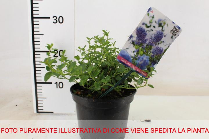 CEANOTHUS THYRSIFLORUS REPENS VASO 17CM