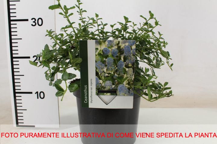 CEANOTHUS THYRSIFLORUS VAR. REPENS VASO 23CM