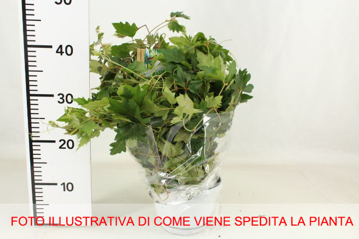 CISSUS RHOMBIFOLIA ELLEN DANICA VASO 17CM