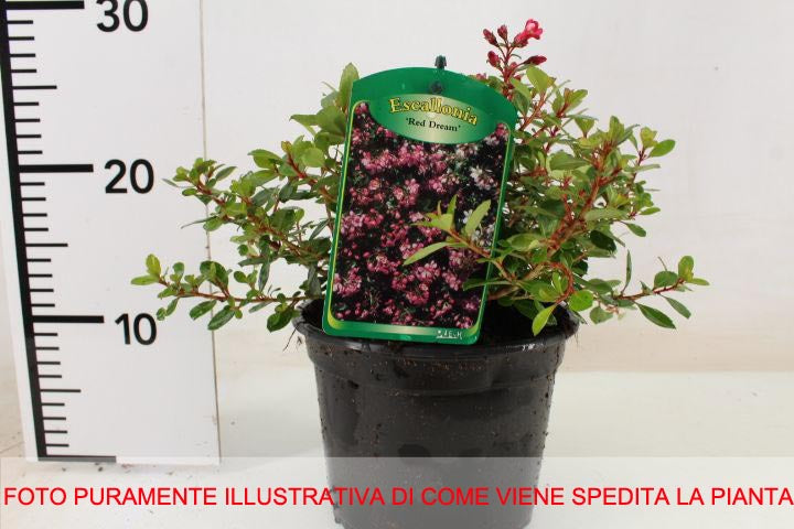 ESCALLONIA RED DREAM VASO 17CM