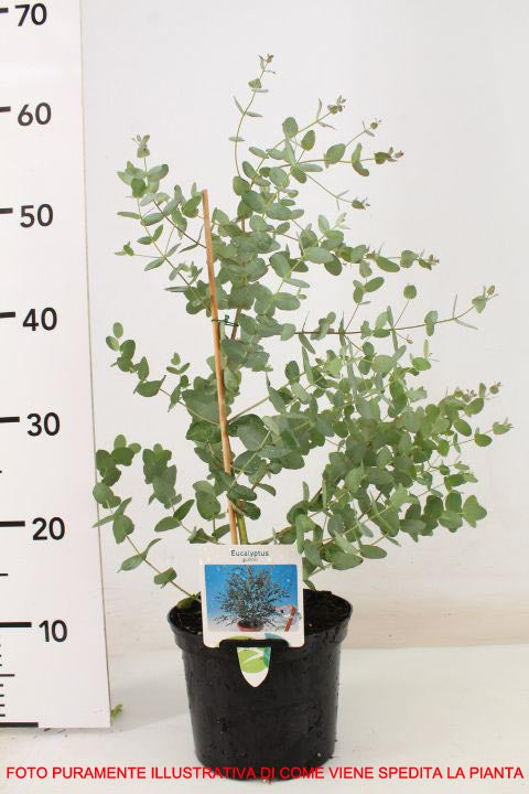 EUCALYPTUS GUNNII O EUCALIPTO DEL SIDRO VASO 18CM