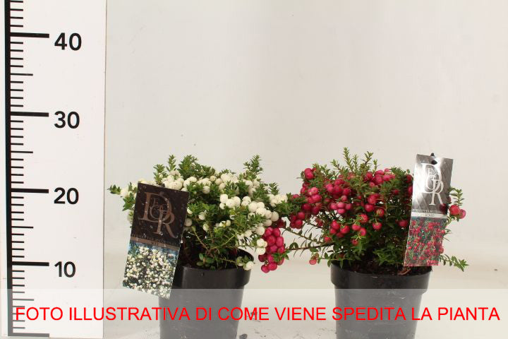 GAULTHERIA PERNETTYA ROSA VASO 14CM