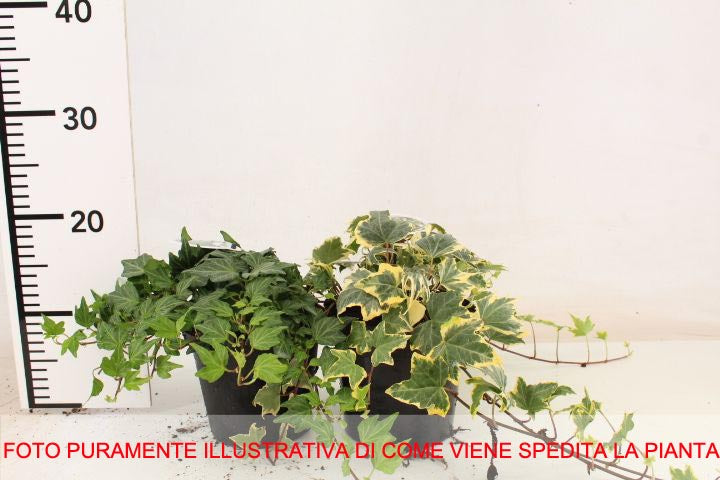 EDERA HELIX VARIEGATA VASO 14CM