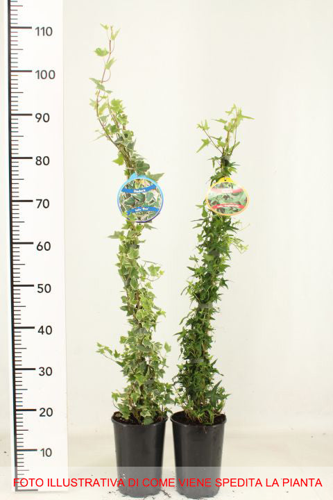 EDERA HELIX GREEN RIPPLE IN VASO 17CM