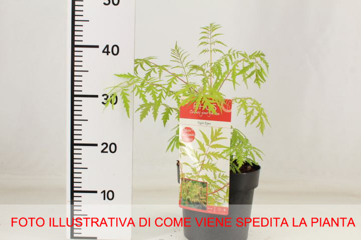 RHUS TYPHINA TIGER EYES IN VASO 19CM