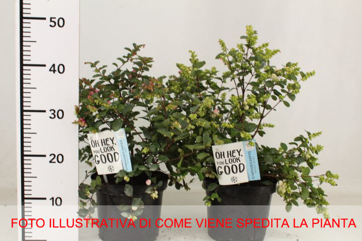 SOLANUM PSEUDOCAPSICUM IVEMA CILIEGIA DI GERUSALEMME VASO 12CM