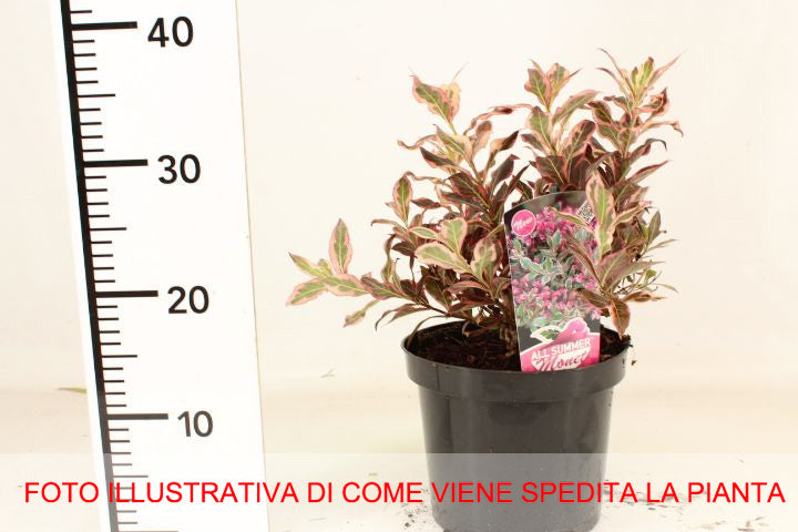 WEIGELIA MONET VASO 19CM