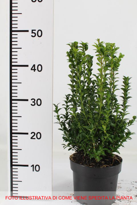 BUXUS BOSSO SEMPERVIRENS VASO 17CM