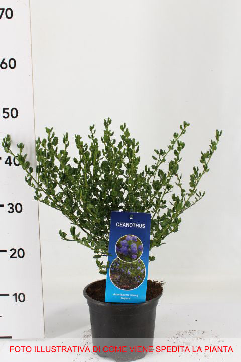 CEANOTHUS THYRSIFLORUS SKYLARK VASO 17CM