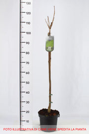 CATALPA BIGNONIOIDES NANA IN VASO 19CM