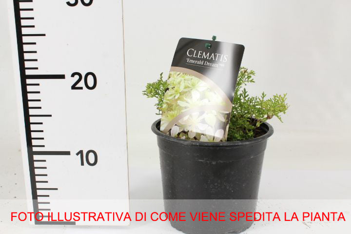 CLEMATIDE EMERALD DREAMS VASO 17CM