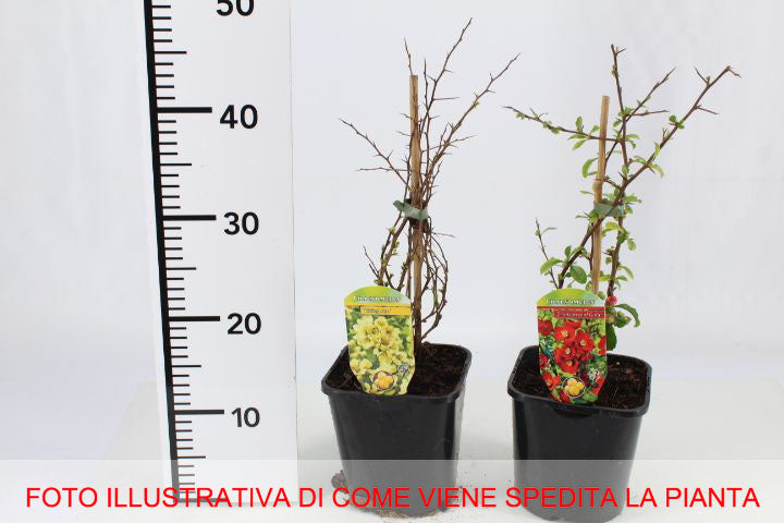 CHAENOMELES JET TRAIL COTOGNO GIAPPONESE VASO 18CM