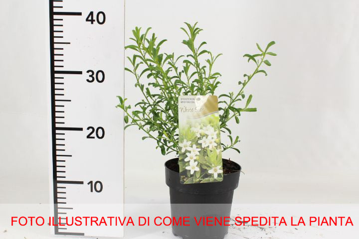 ERIOSTEMON MYOPOROIDES WHITE STAR VASO 15CM