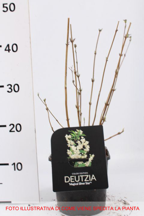 DEUTZIA MAGICAL SILVER STAR VASO 17CM