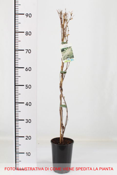 FALLOPIA AUBERTII VASO 17CM