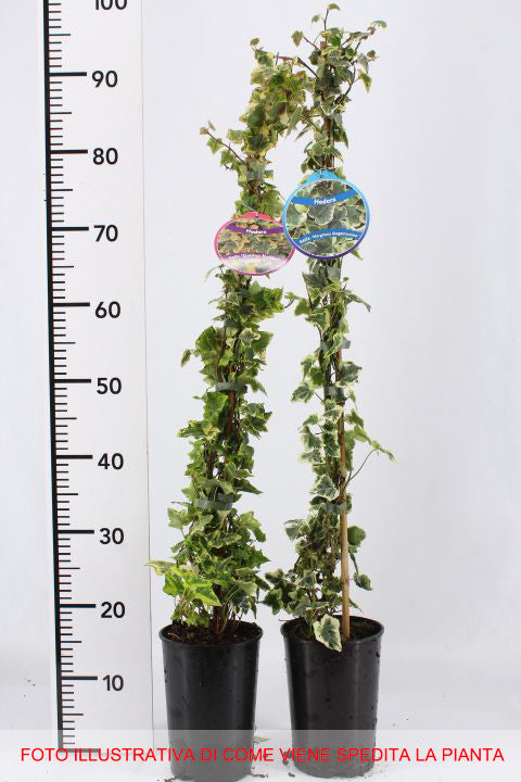 HEDERA HELIX ELEGANTISSIMA IN VASO 17CM
