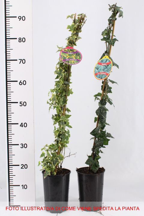 HEDERA HELIX SHAMROCK  IN VASO 17CM