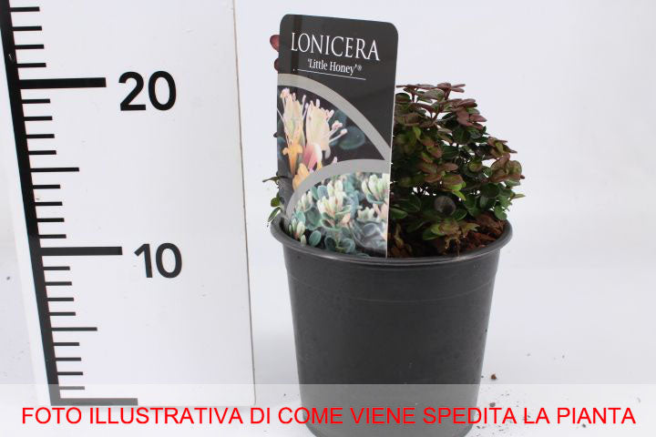 LONICERA CAPRIFOGLIO NANA LITTLE HONEY IN VASO 17CM