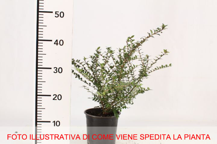 LONICERA CAPRIFOGLIO NITIDA ELEGANT IN VASO 15CM