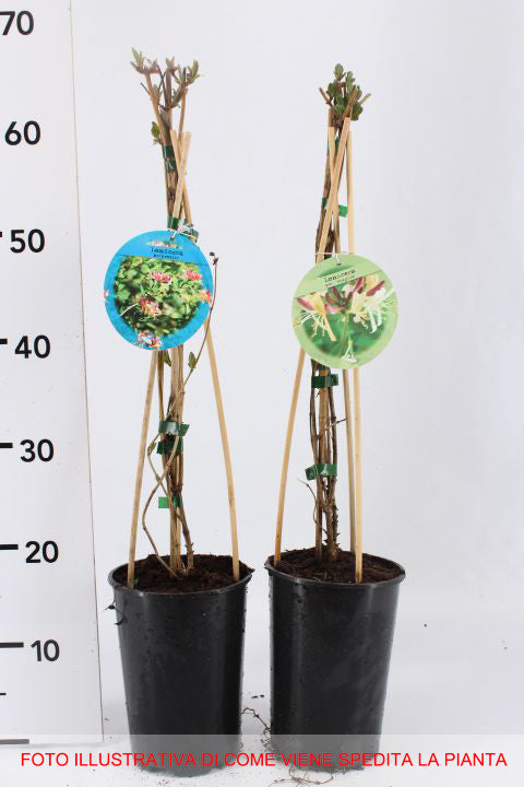 LONICERA CAPRIFOGLIO DROPMORE SCARLET VASO 17CM