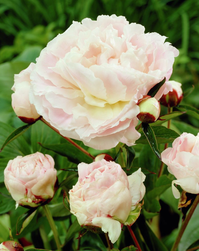 PEONIA LACTIFLORA SHIRLEY TEMPLE VASO 13CM