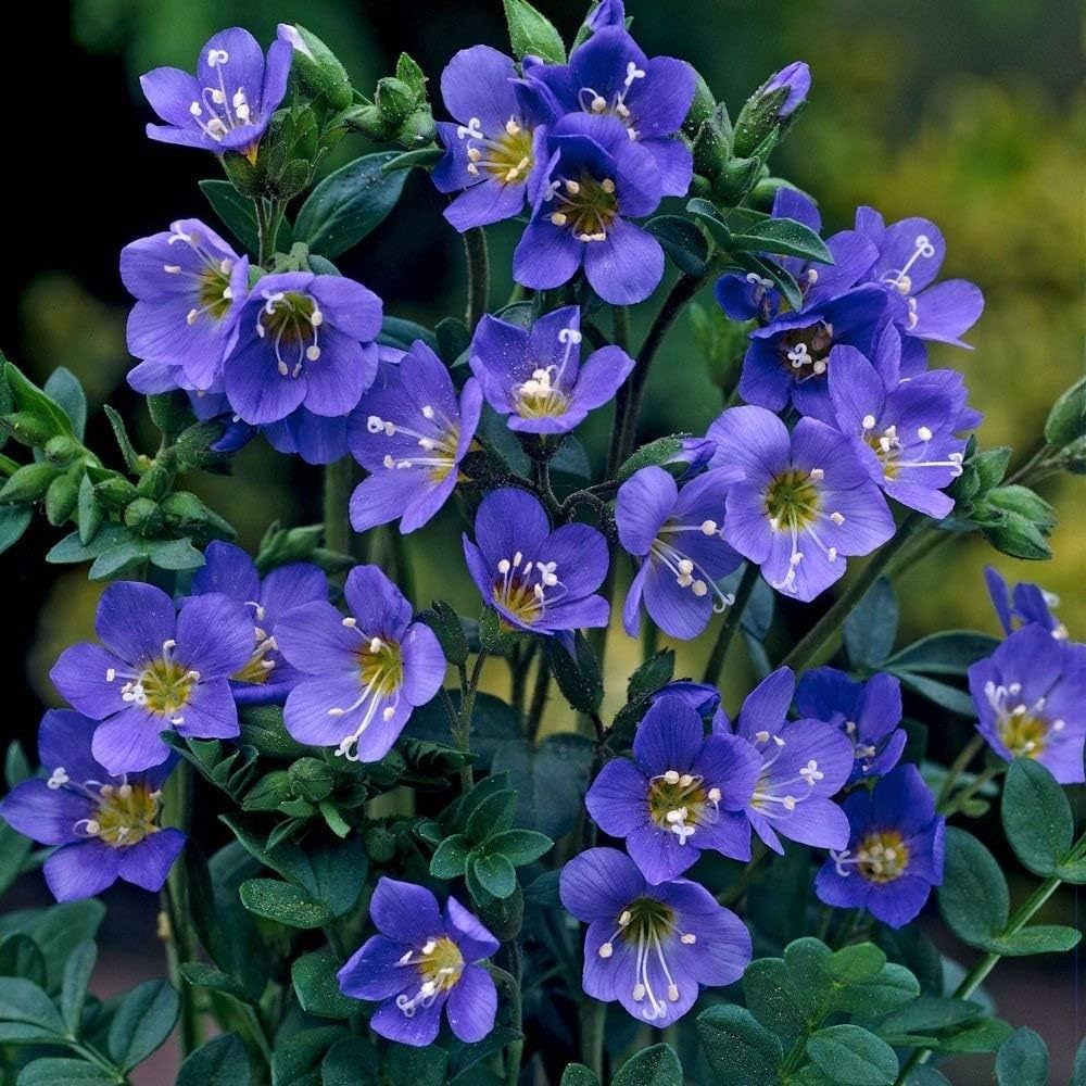 POLEMONIUM IN VASO 16CM