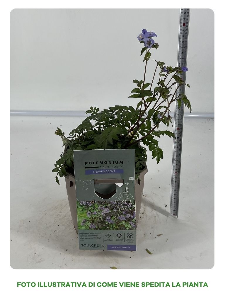 POLEMONIUM IN VASO 16CM
